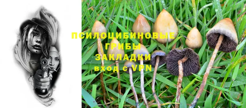 Галлюциногенные грибы Cubensis  Певек 